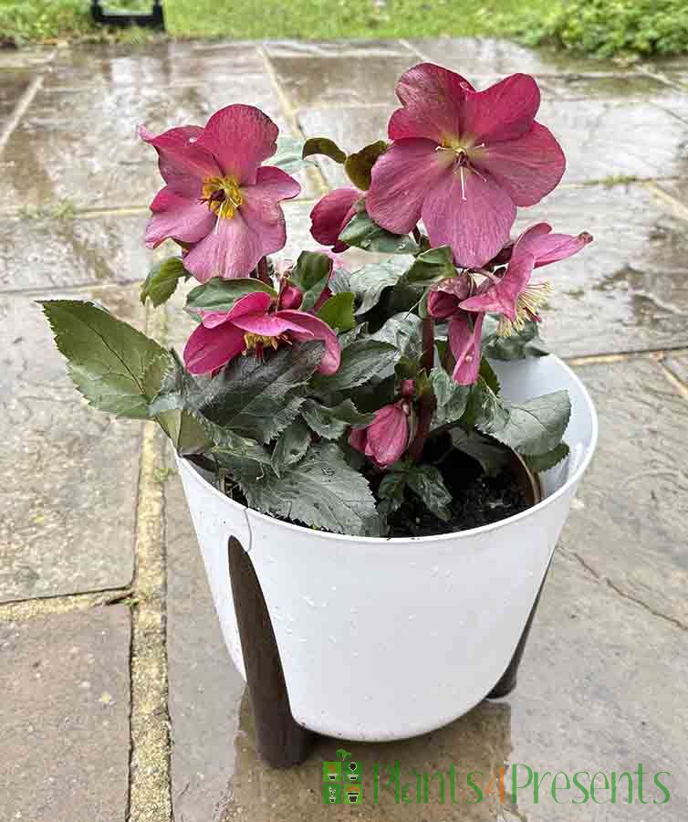 Large Red Hellebore