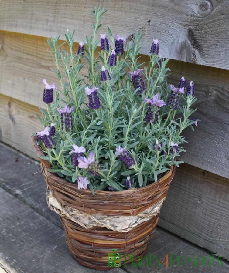 French Lavender Basket