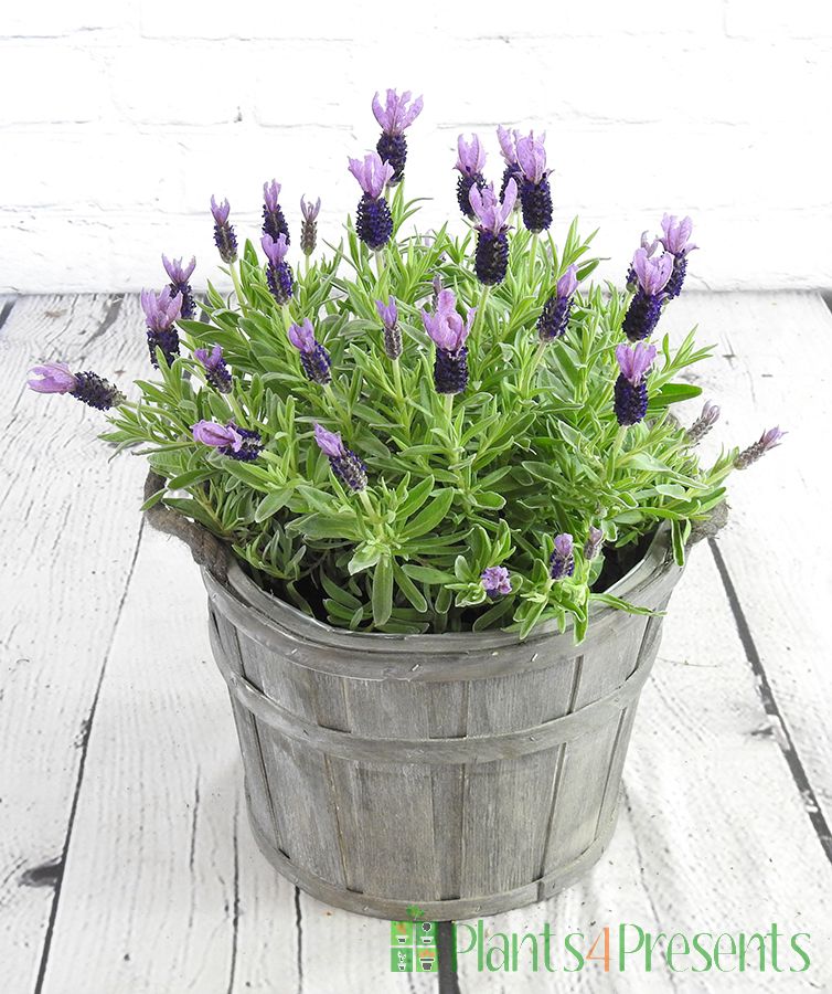 Butterfly lavender in full flower and bud