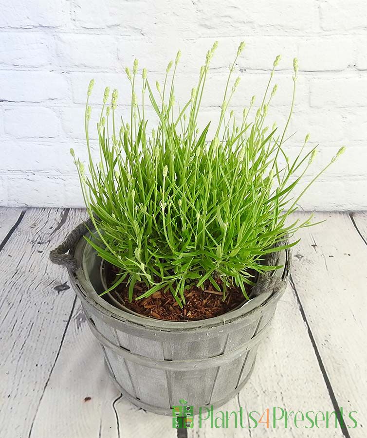 White lavender in bud