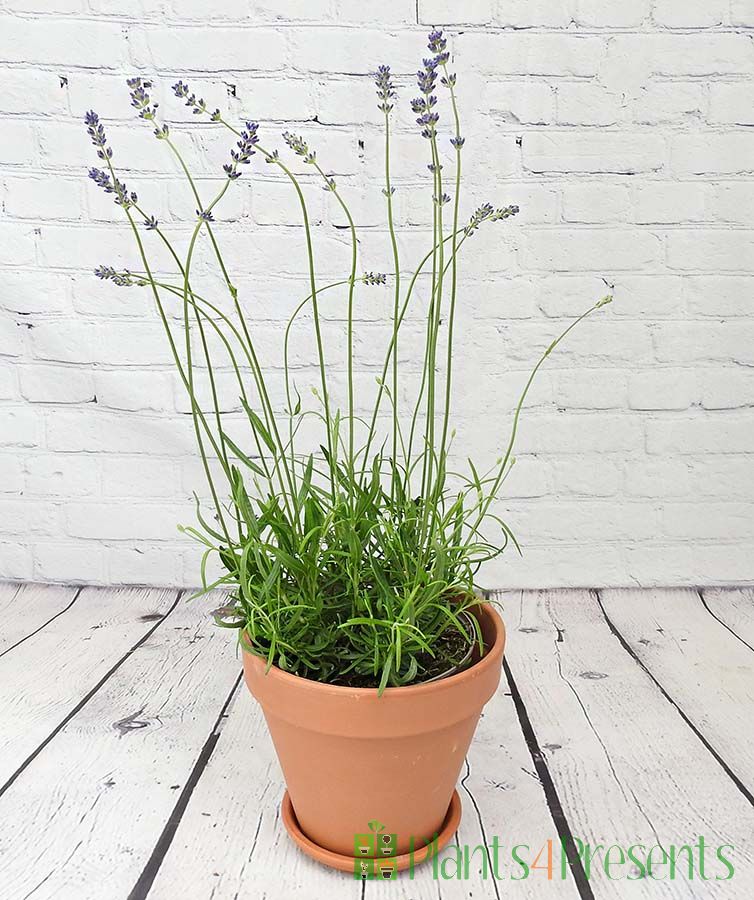English Lavender 2025
