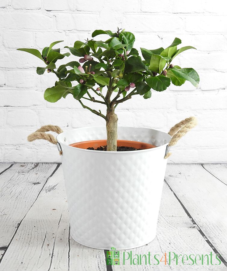Lemon4Seasons Bush