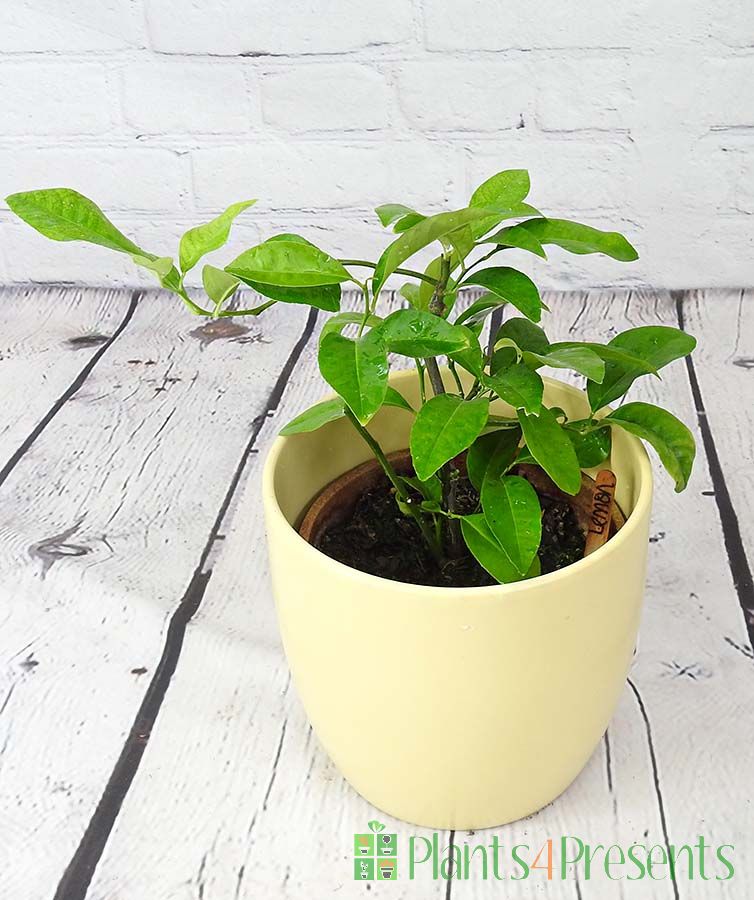 Baby lemon tree