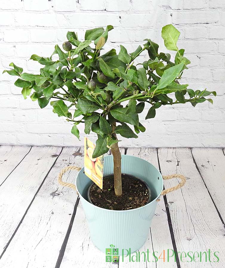Sicilian Lemon 'Carrubaro'