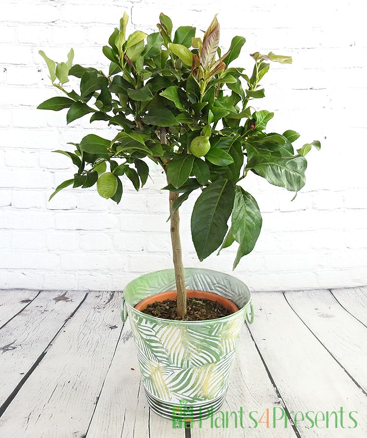 Large Lemon tree with medium green fruit