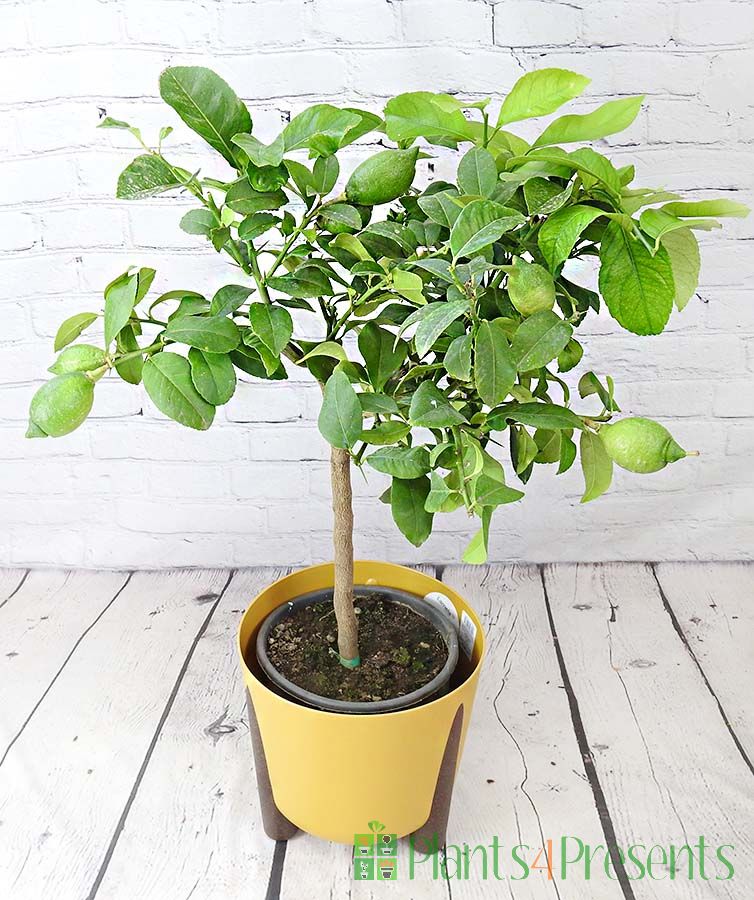 Large Lemon Tree