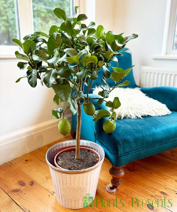 Large lemon tree