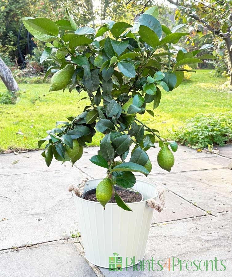 Large Lemon Tree