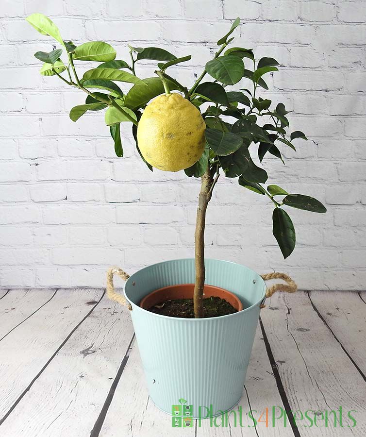 Lemon Lipo in Blue Pail