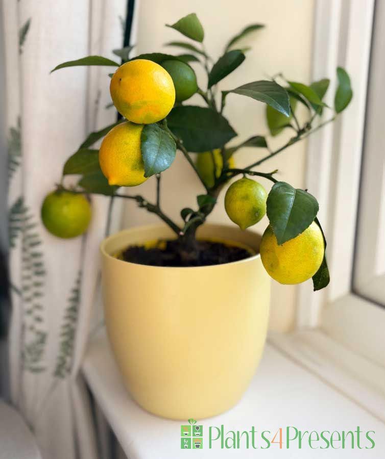 Lemon meyer