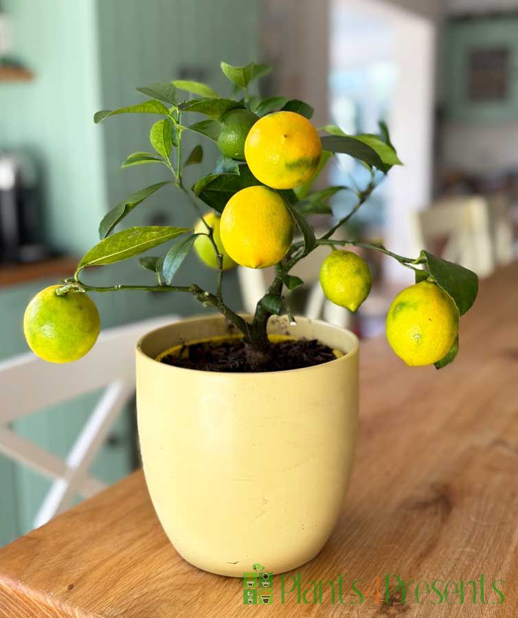 Lemon Meyer:  small bush with ripening fruits