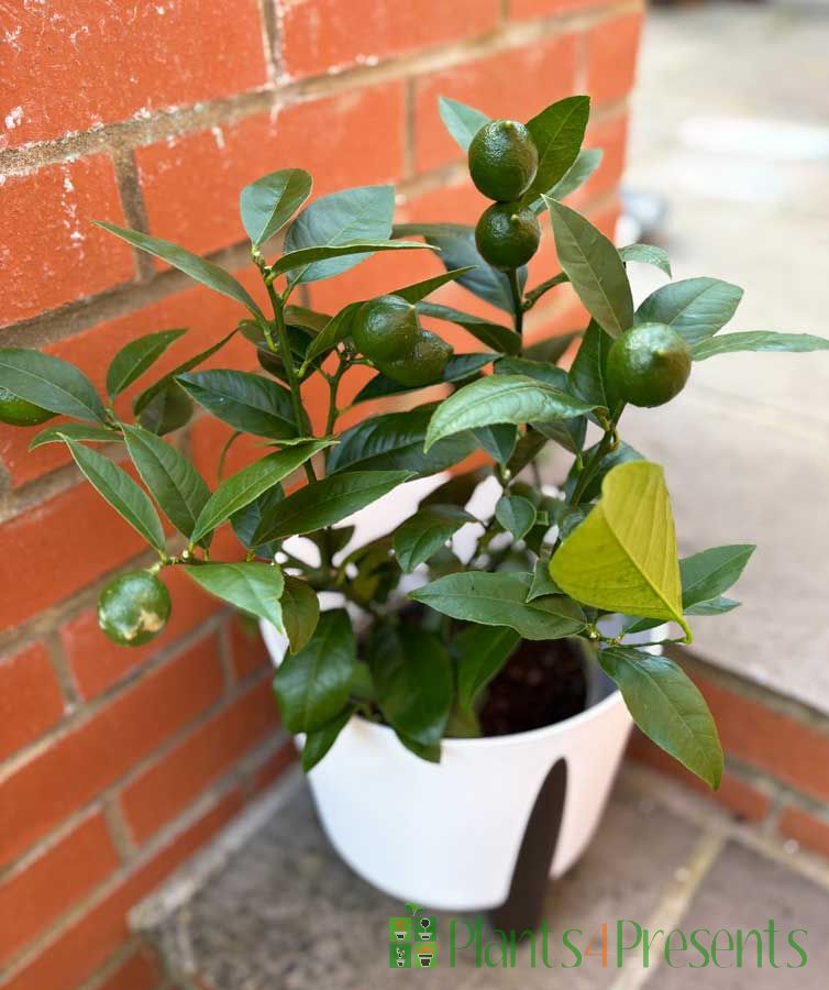 
Lemon Meyer Bush Patio