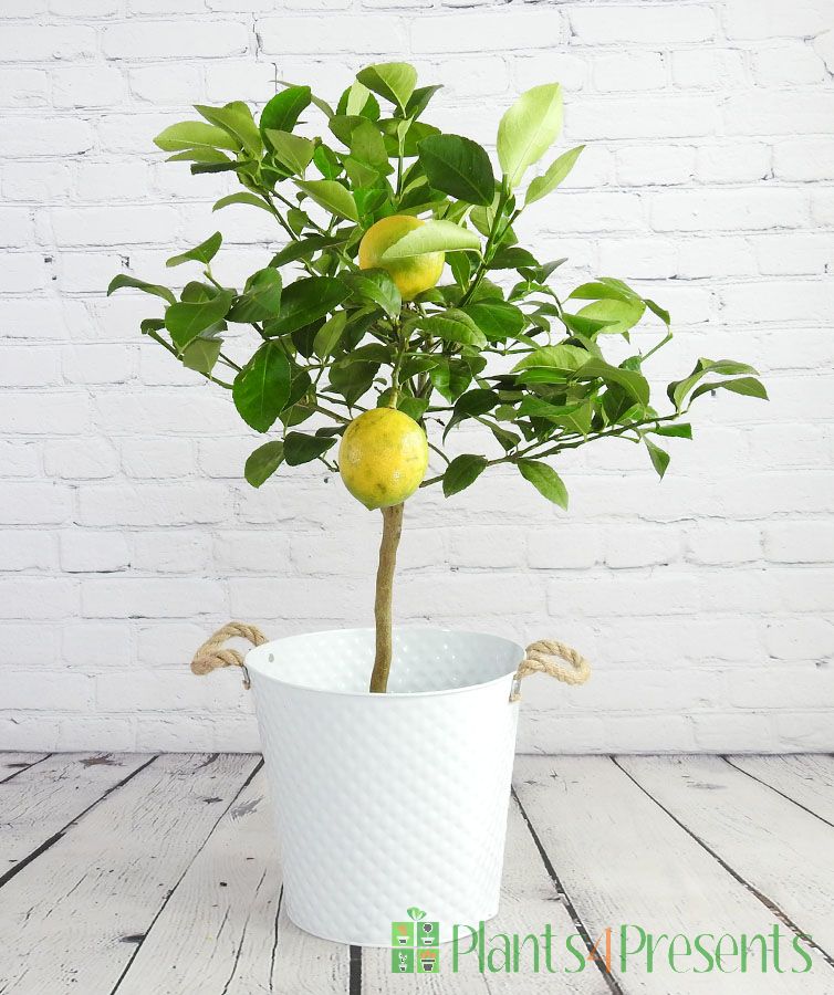 ripening Meyer lemons