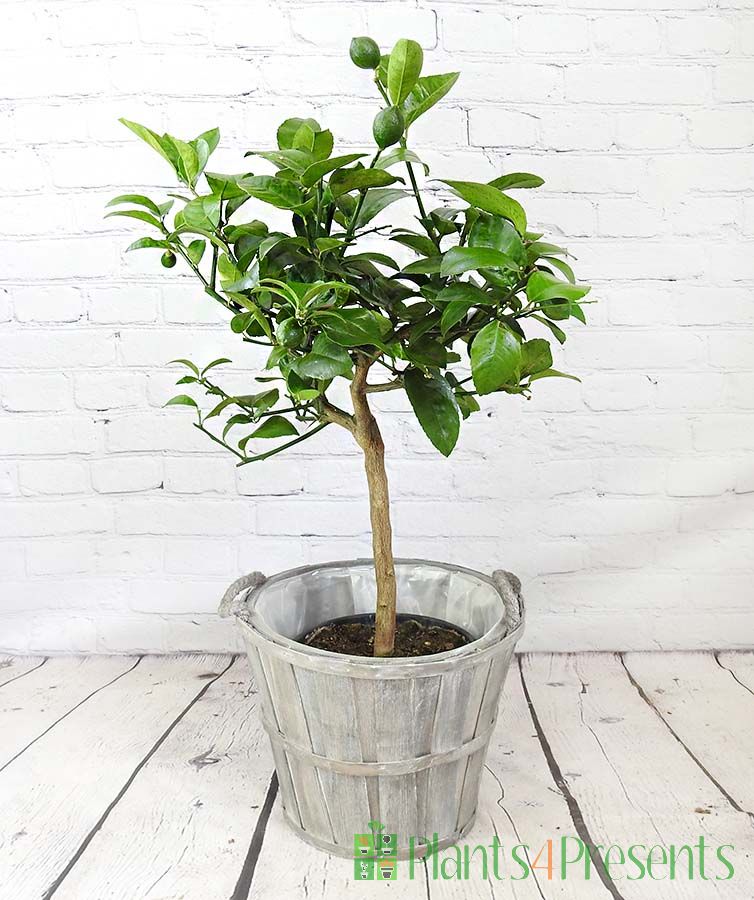 Large Lemon Meyer Green fruits