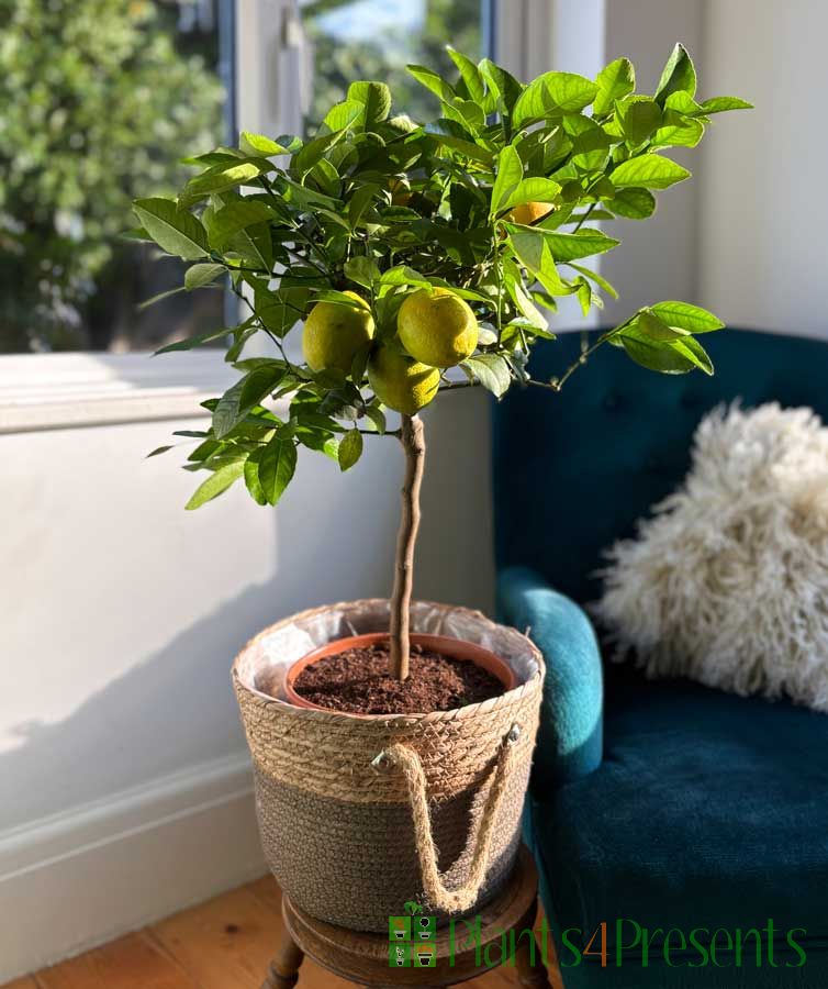 Large Lemon Meyer Tree with ripening fruits