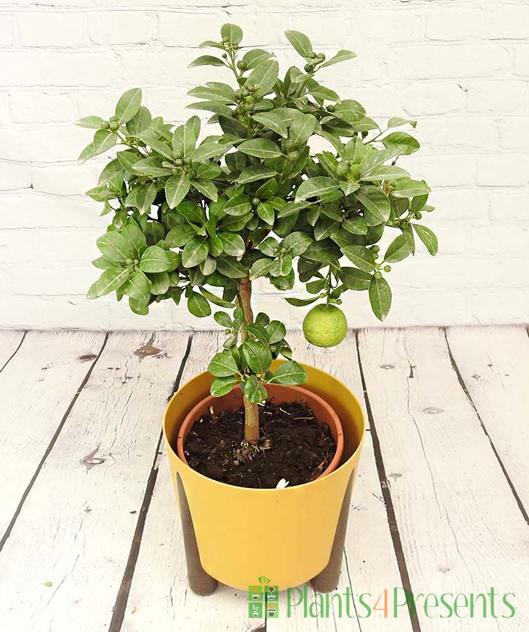 Large Lemon Pursha