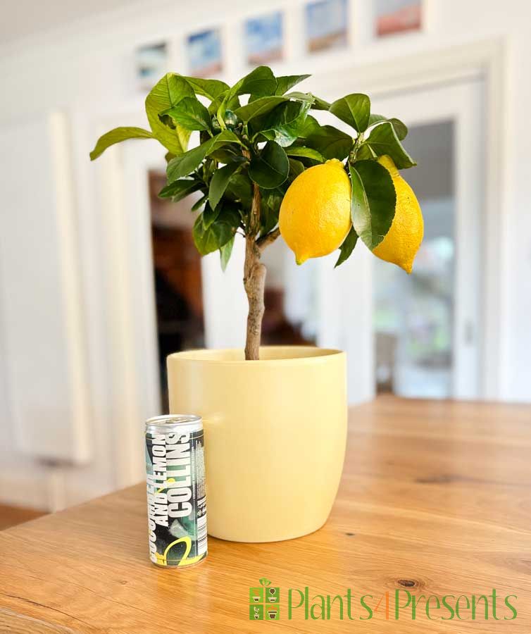 Lemon Tree Cocktail set