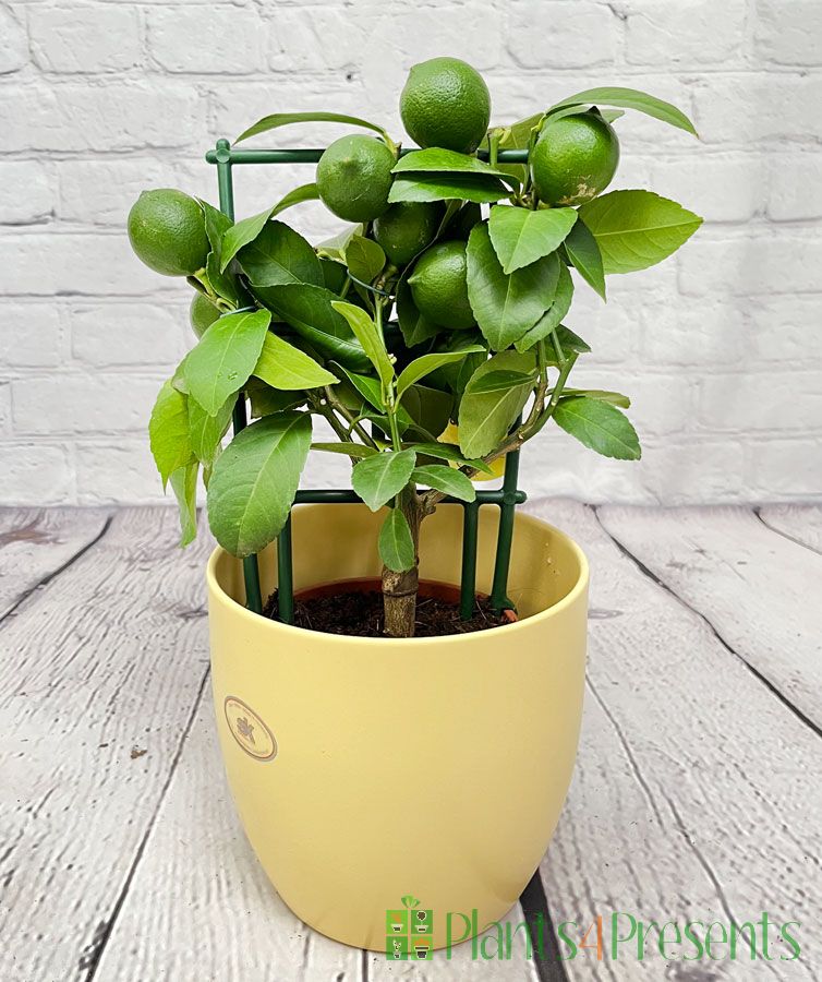 Lemon  trellis with young green fruit