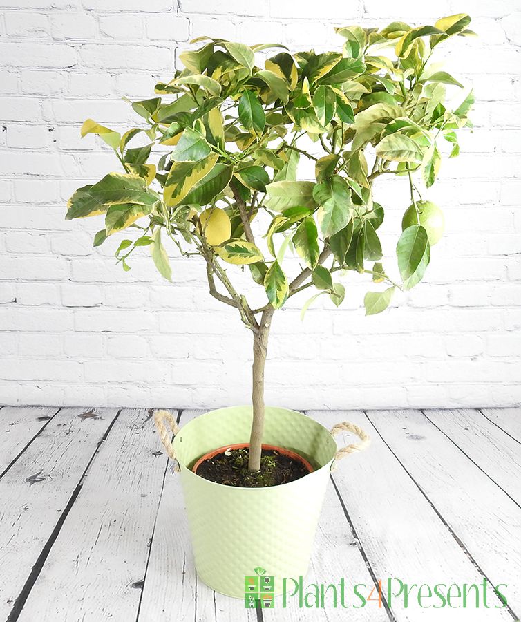 Variegated lemon tree