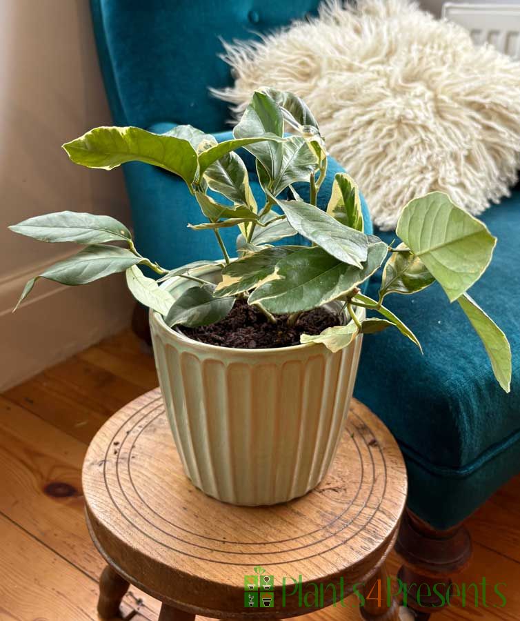 Variegated lemon bush