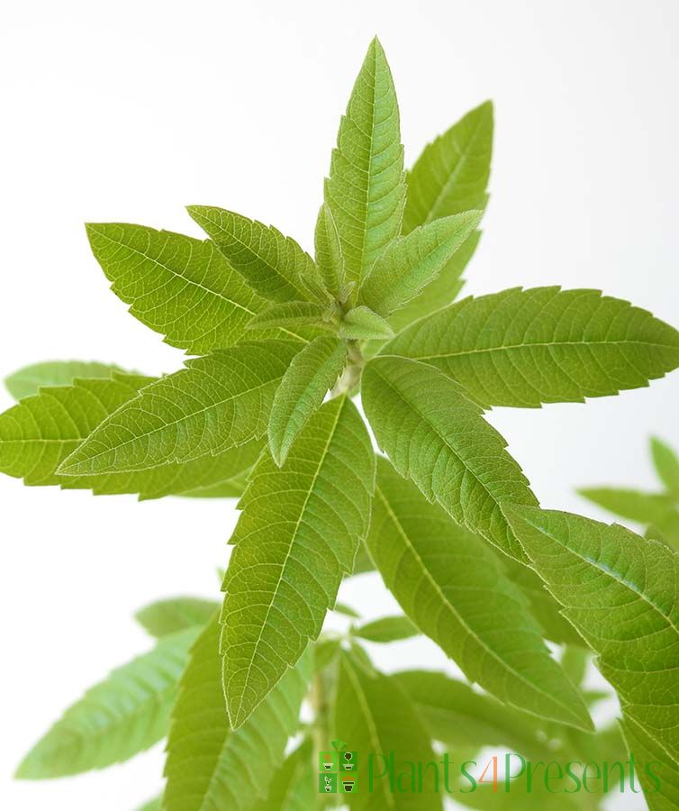 Lemon verbena leaves