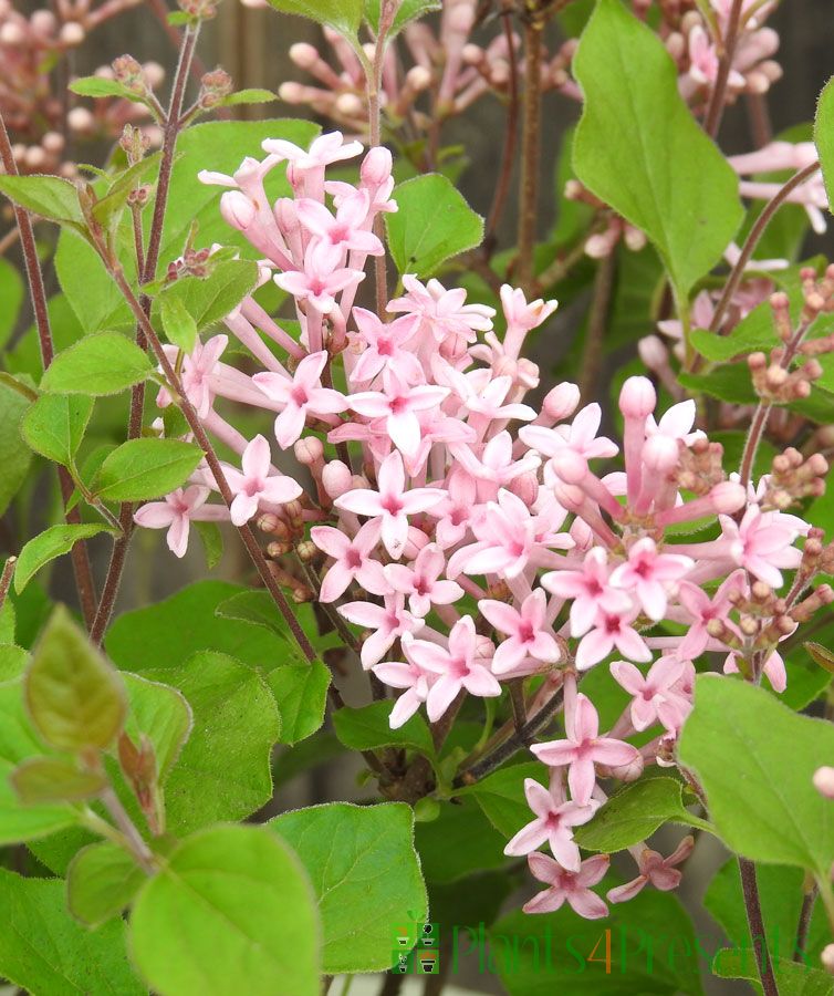 Lilac flowers