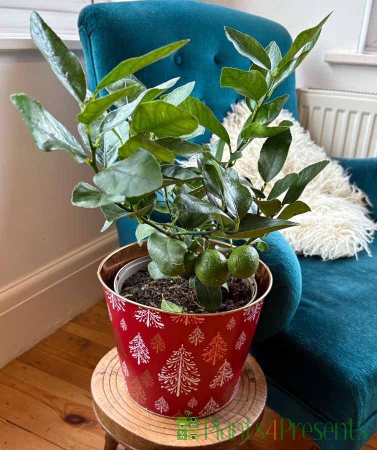 Medium Lime Bush in Christmas Container