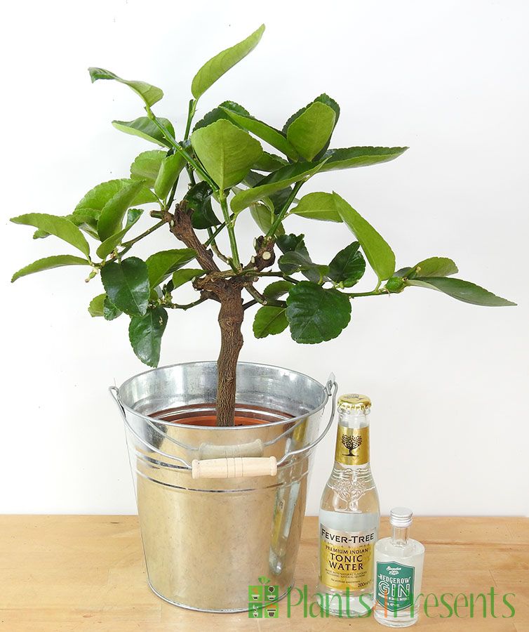 Lime G and T Gift Set   