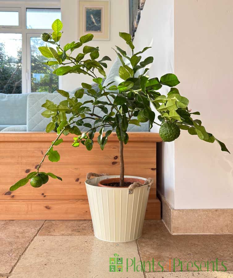 Large Kaffir Lime