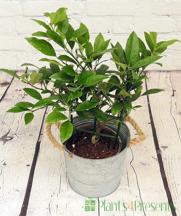 Limequat trellis