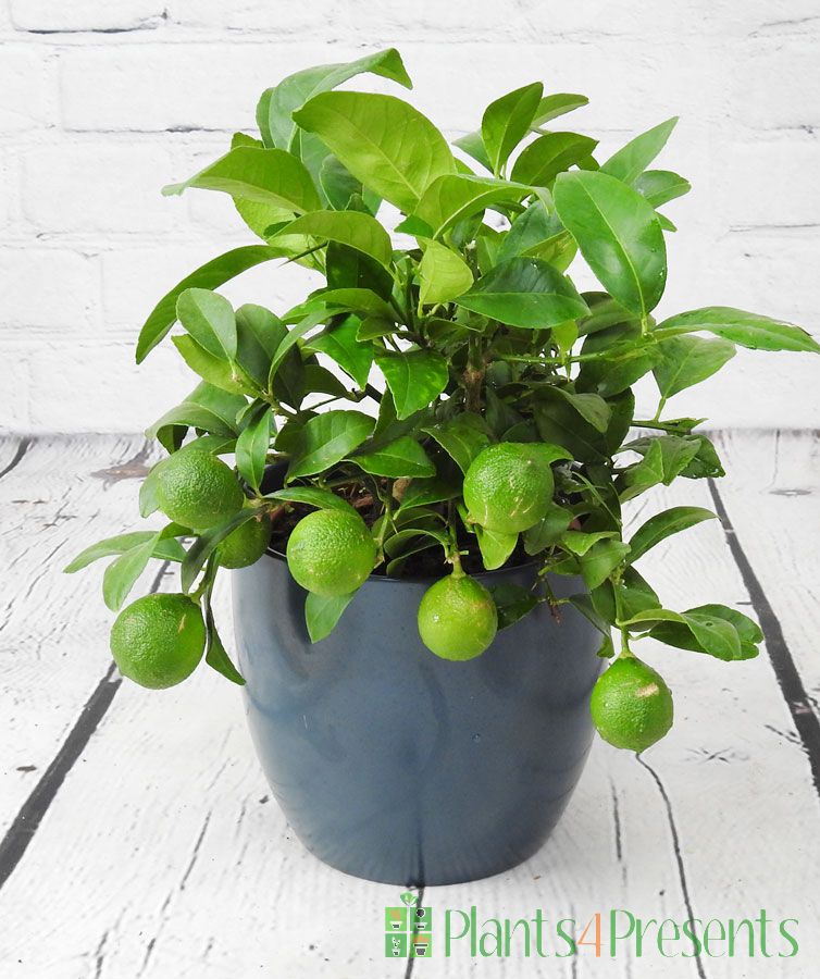Red lime with young green fruit