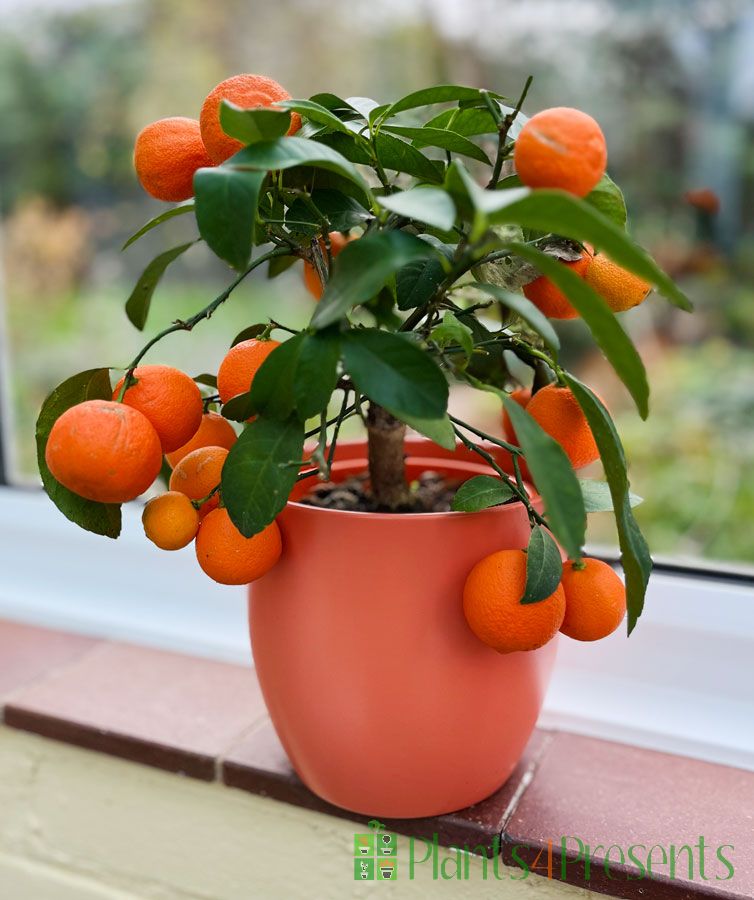 Red Lime on Windowsil