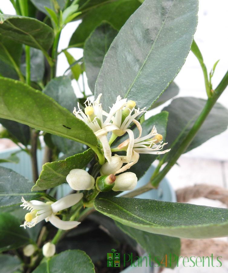 Tahiti Lime Flowers
