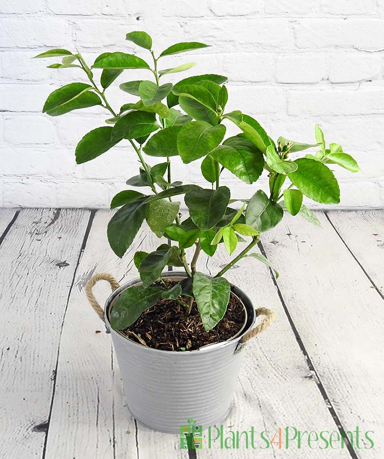Tahiti lime bush 