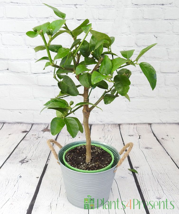 Tahiti lime ministem 2025