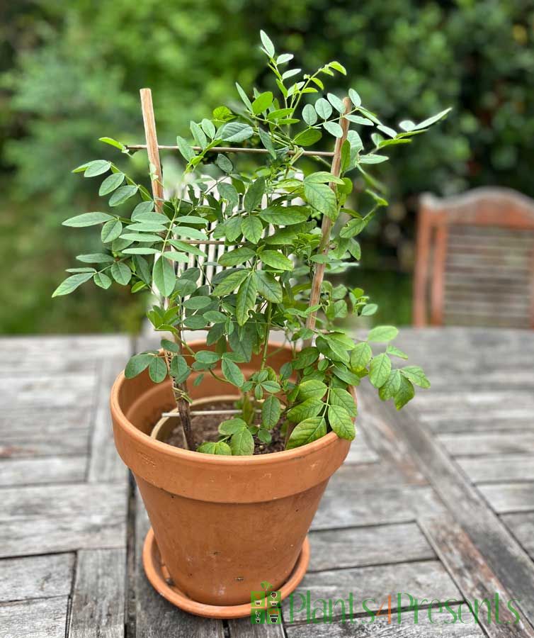 Grow your own Liquorice
