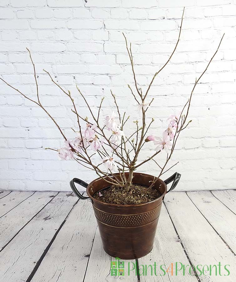 Magnolia stellata in flower