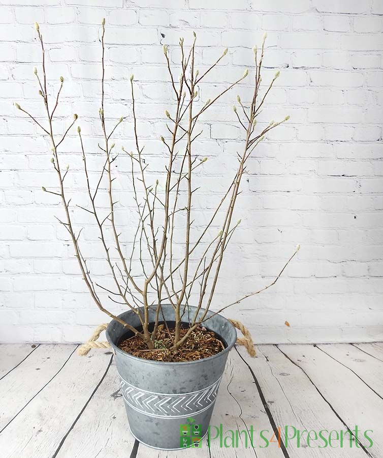 Winter Magnolia stellata in tight bud