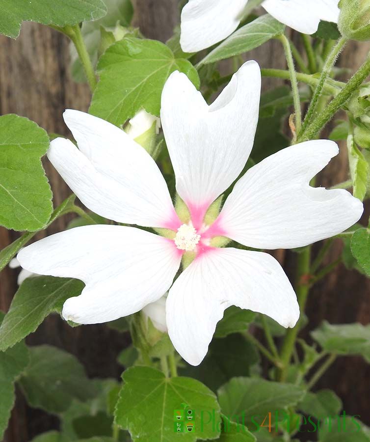 Dwarf Mallow