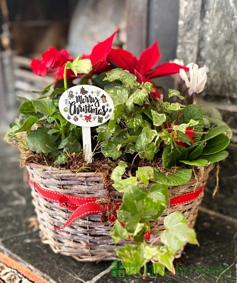 Christmas flowering basket