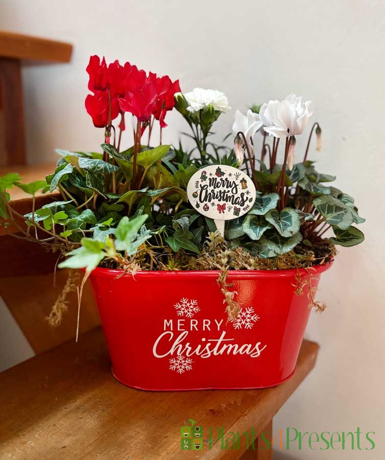 Red Merry Christmas planter