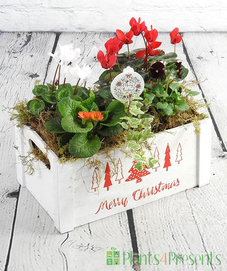 Merry Christmas Crate