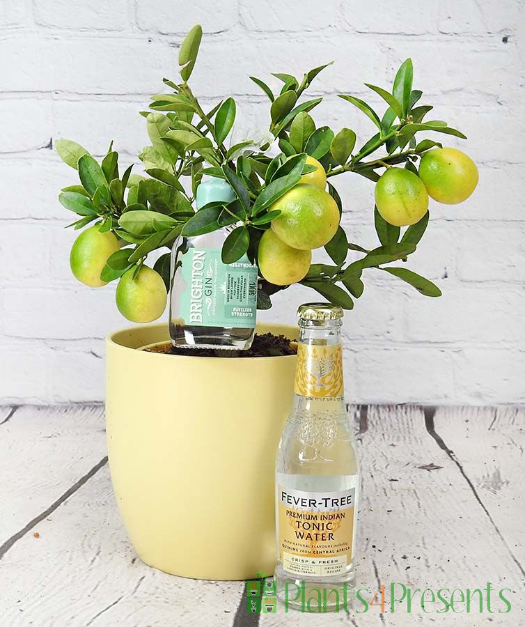 Mini lemon & gin gift set