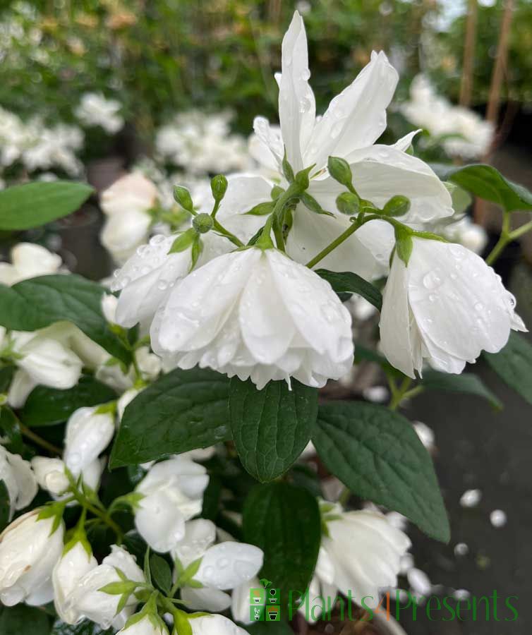 Mock Orange Flowers