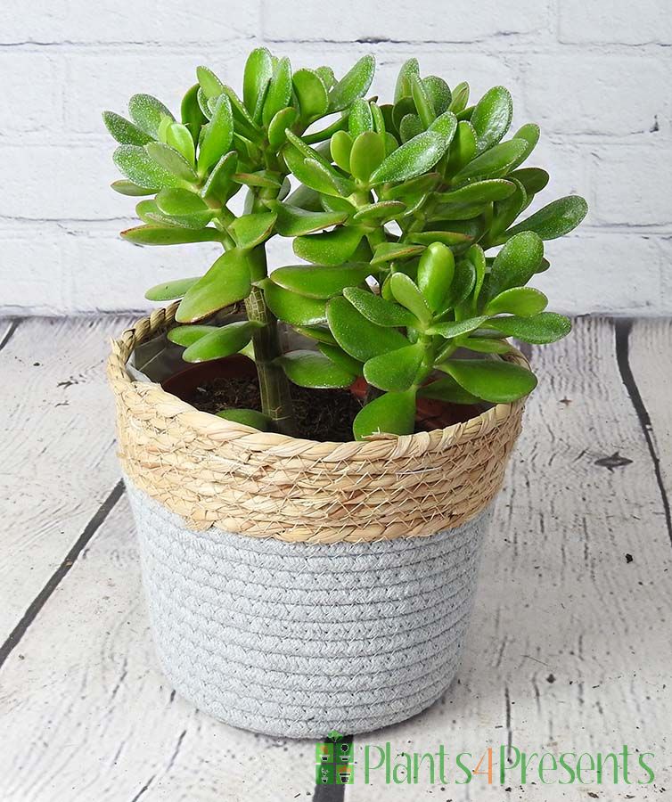 Money Plant