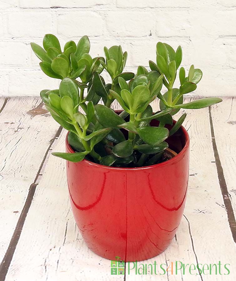 Money Plant