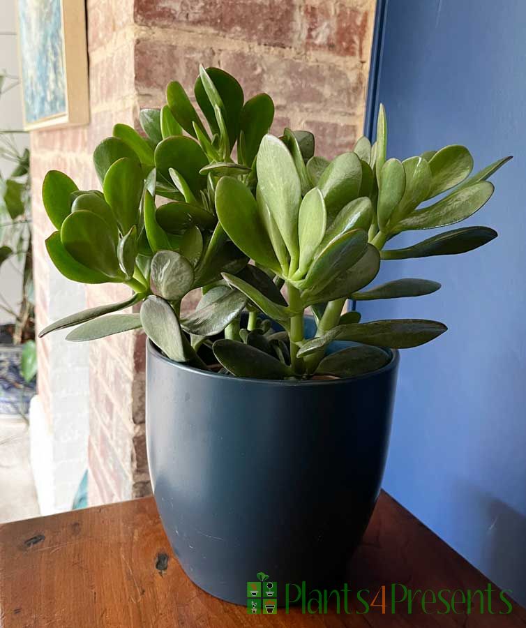 Money Plant 2025
