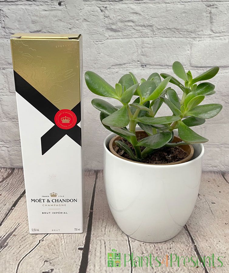 Calibre Candidates Money Plant Gift Set