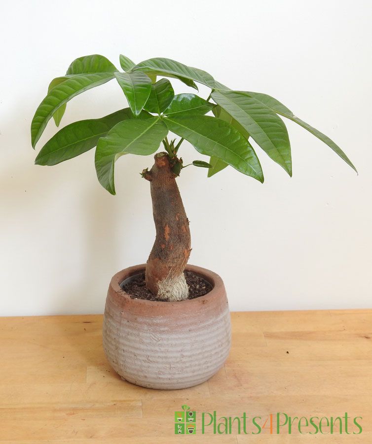 Money Tree 2020