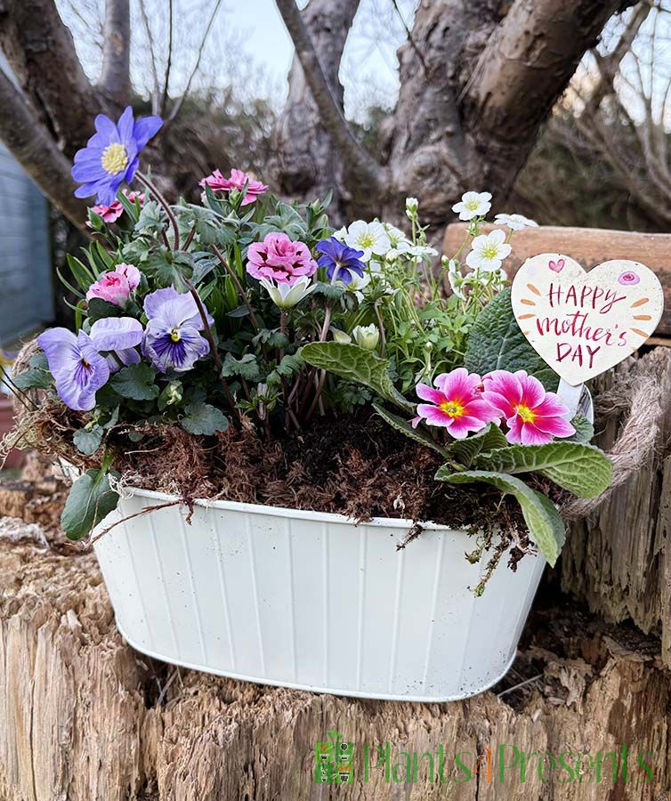 mothers day planters